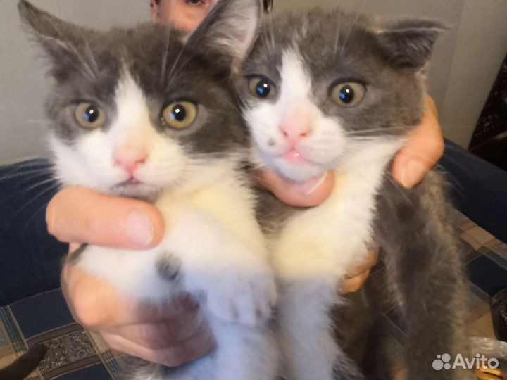 Вислоуховая кошка и мейн-кун кот