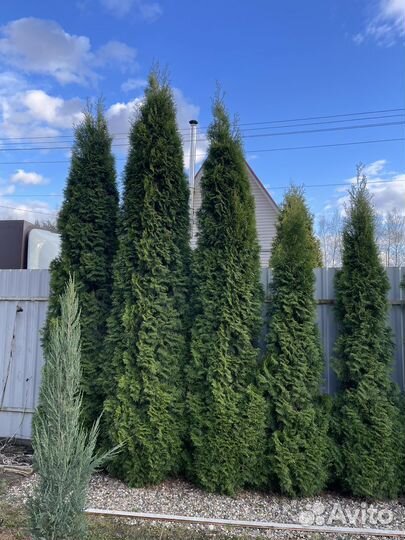 Туя смарагд