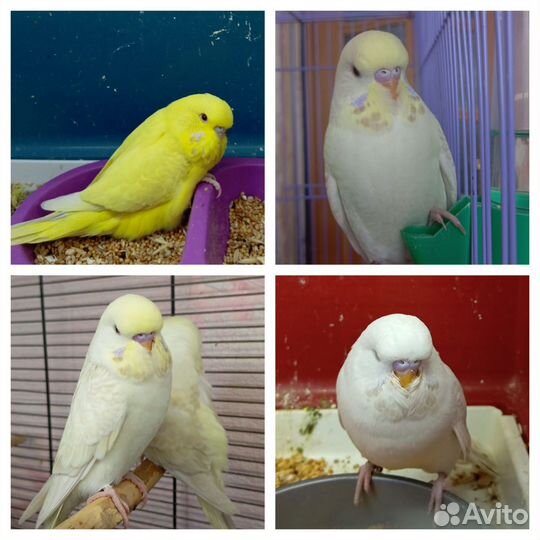 Попугаи ввп Чехи