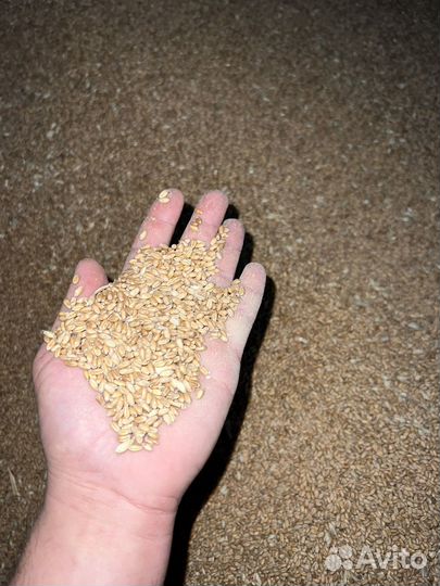 Зерно в мешках оптом: пшеница, ячмень и т.д