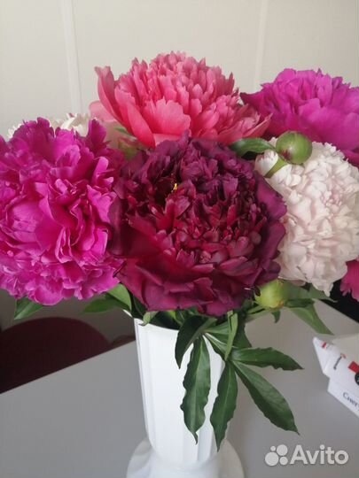 Пионы на посадку