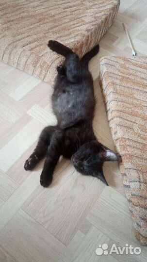 Отдам катенка в хорошие руки