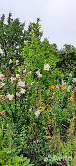 Саженцы. Гибискус сирийский древовидный