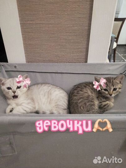 Британскте котята
