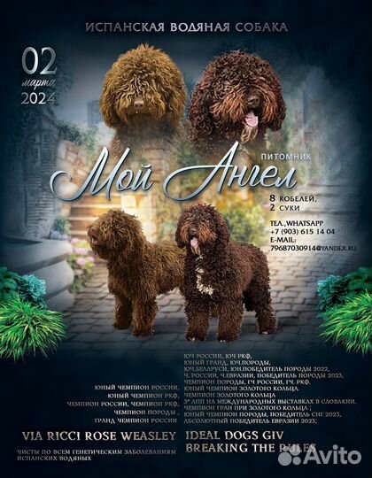 Продажа щенков