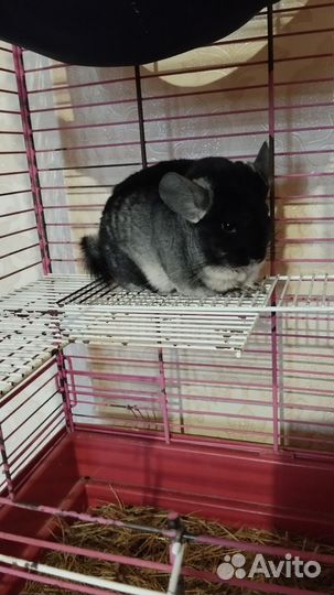 Шиншилла с клеткой