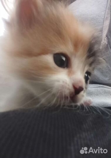 Котёнок девочка, 1,5 мес