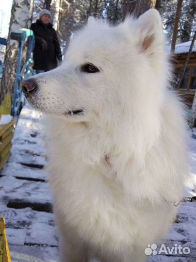 Самоедская лайка