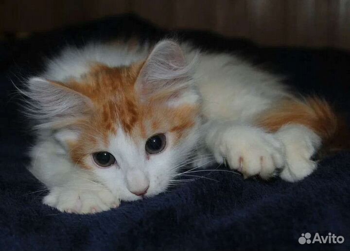 Котик, почти 3 месяца, в добрые руки