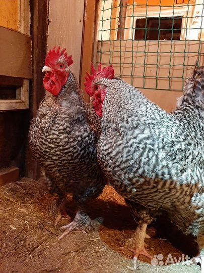 Инкубационное яйцо,цыплята