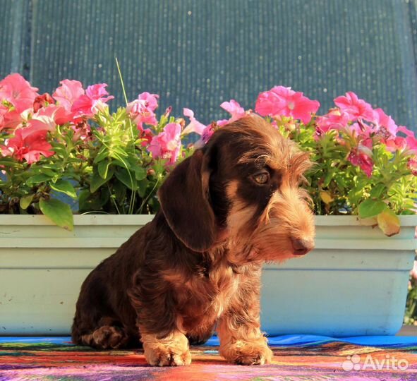 Такса кроличья