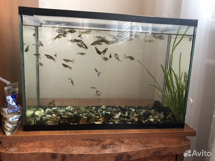 Аквариум