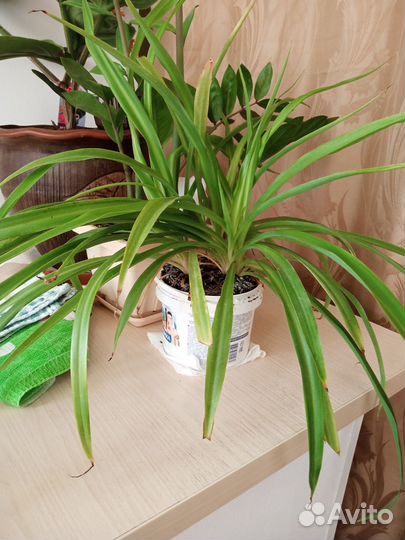 Хлорофитум