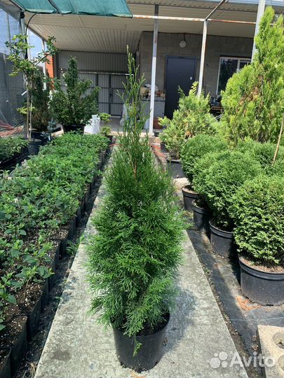 Туя западная Смарагд
