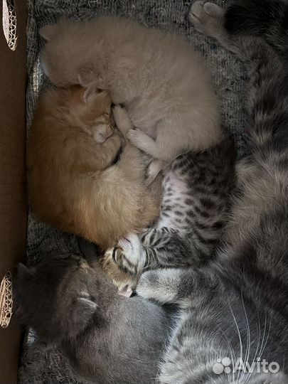 Маленькие котята бесплатно