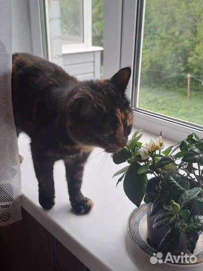 Передержка кошек (котов)