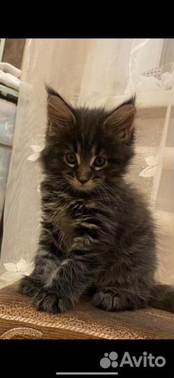 Котята Мейн куна