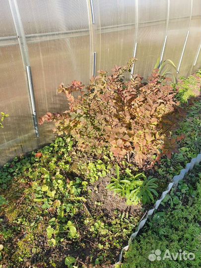 Спирея кустом, белая, красная, черная смородина