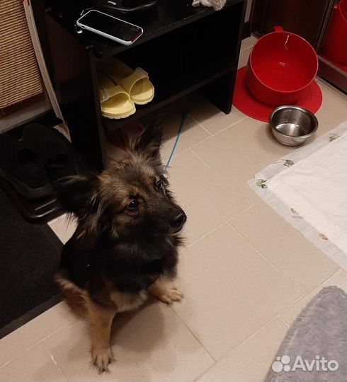 Аделька - собачка в добрые руки