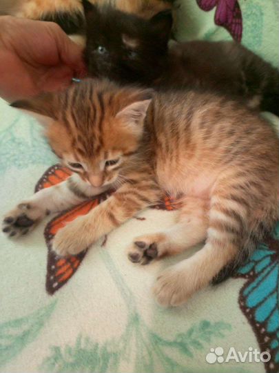 Котята в добрые руки