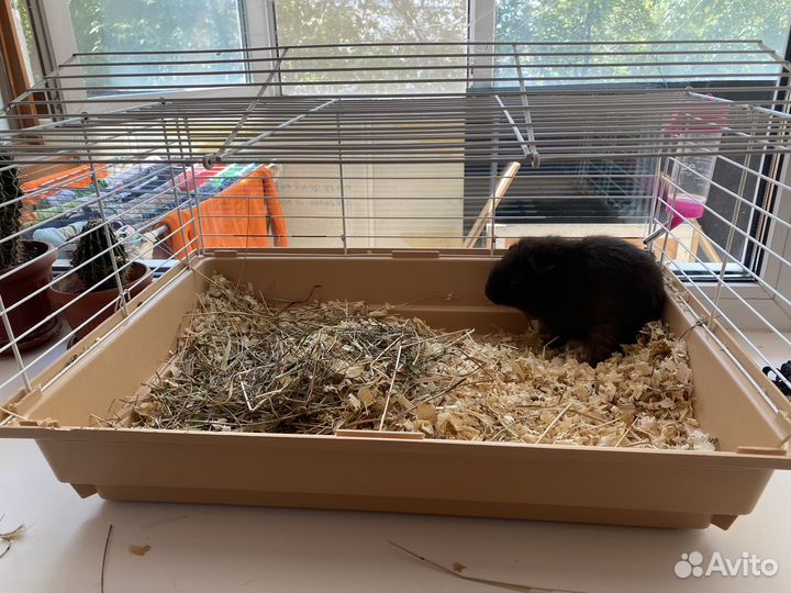 Морская свинка тедди