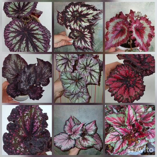 Бегонии сортовые