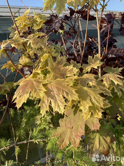 Клён краснолистный на штамбе