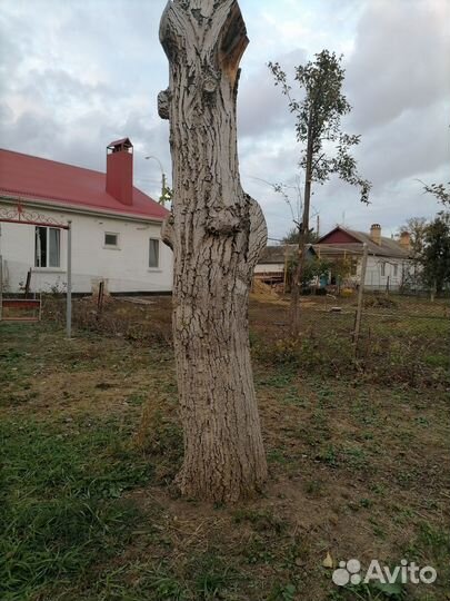 Дрова