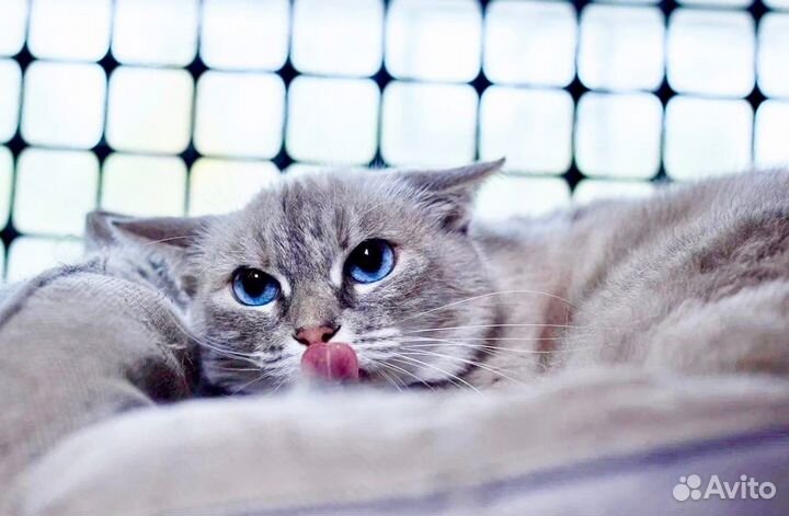 Любимица - трусишка ищет дом