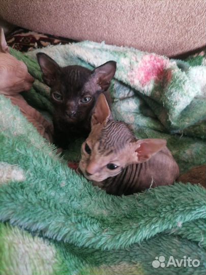 Донской сфинкс