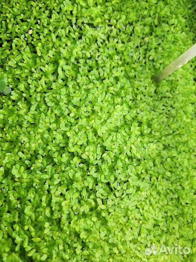 Аквариумные растения