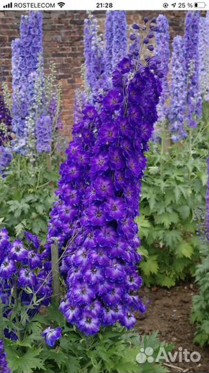 Дельфиниум