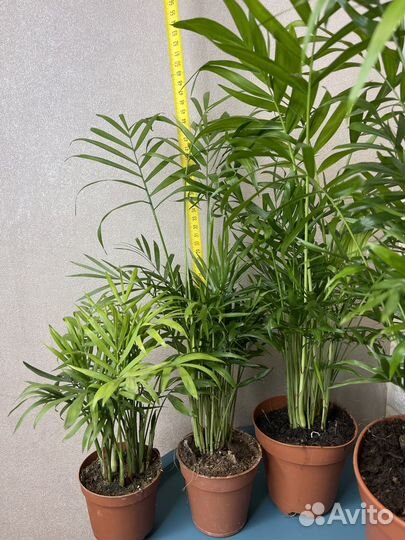 Пальма хамедорея комнатные цветы