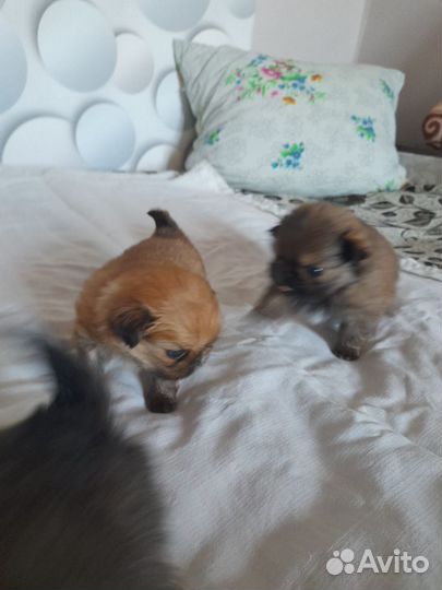 Щенки пекинеса