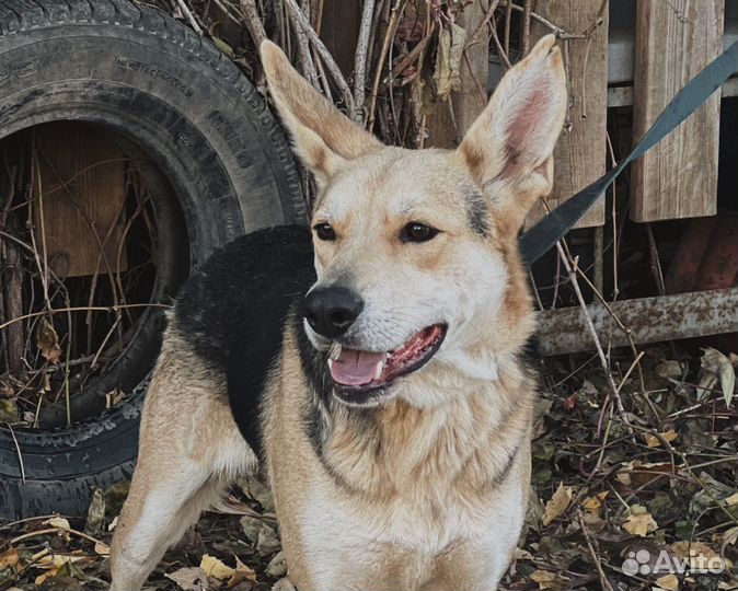 Собака в добрые руки