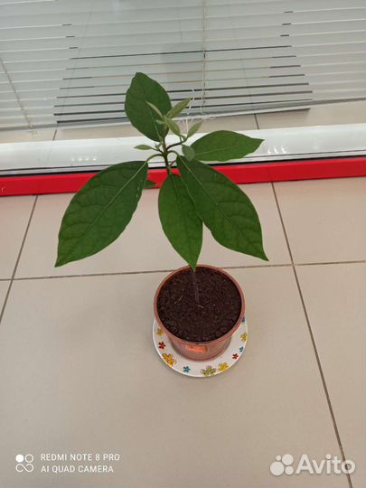 Авокадо дерево