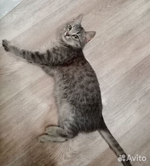 Котенок