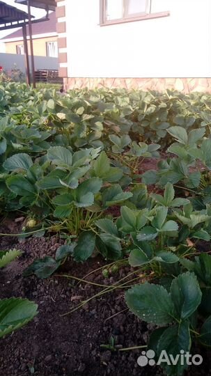 Клубника рассада