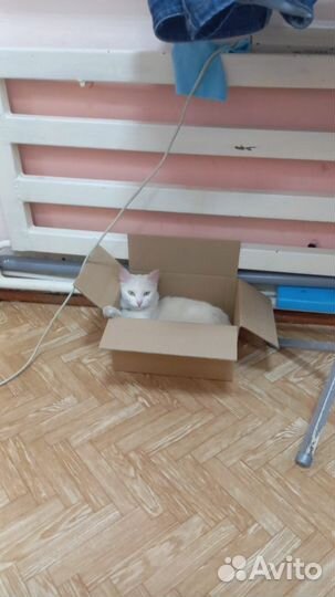 Кошка в дар бесплатно