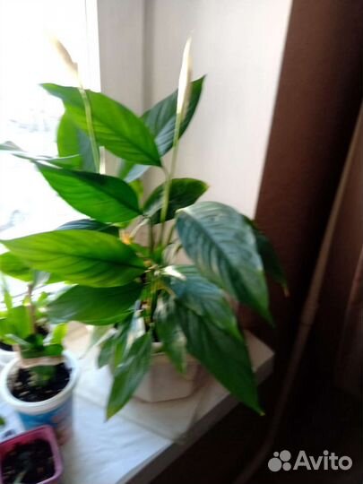 Домашние растения спатифиллум