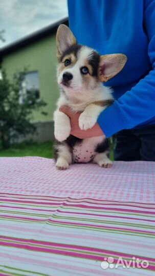 Вельш-корги пемброк