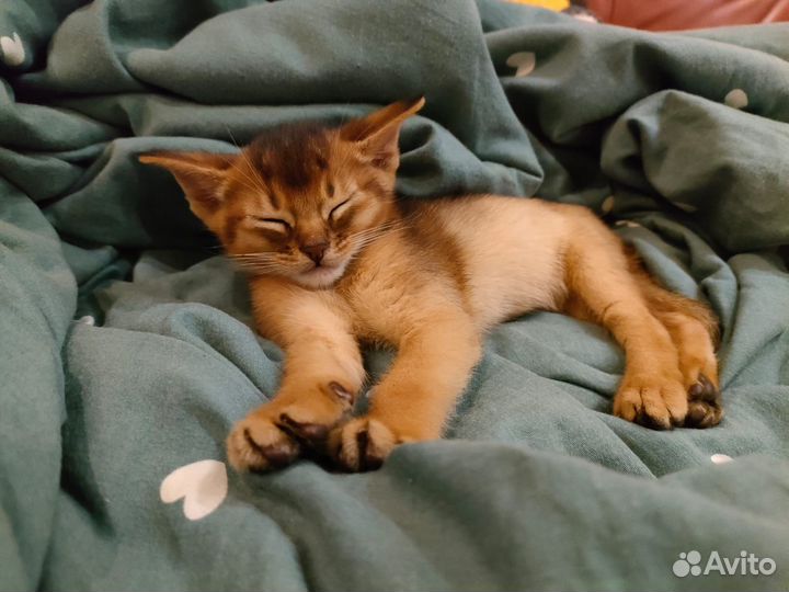 Абиссинские котята