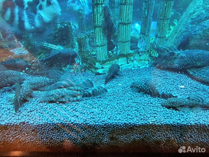 Сомики анциструсы