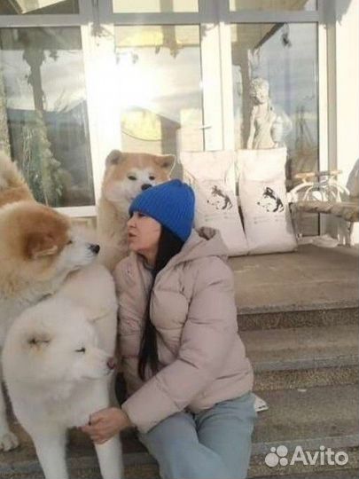 Корм для собак супер премиум класса Promenad