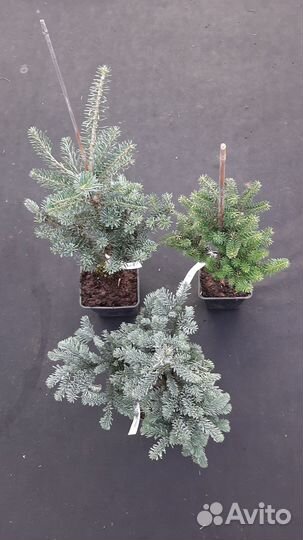 Пихта 3 сорта