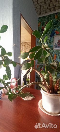 Комнатные цветы