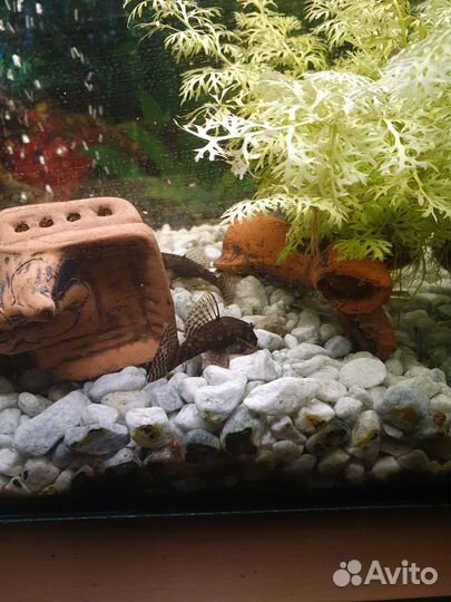 Аквариум с тумбой рыбками и оборудованием