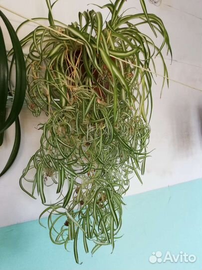 Хлорофитум кудрявый