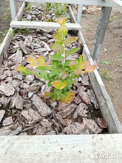 Голубика, черника.брусника