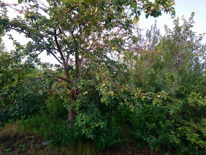 Участок 6 сот. (СНТ, ДНП)